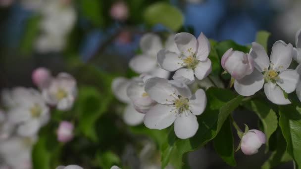 Mavi Gökyüzüne Karşı Bir Elma Ağacında Beyaz Pembe Çiçek Tomurcukları — Stok video