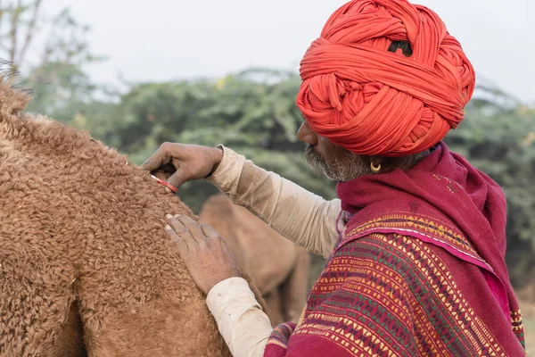 Pushkar Indien 2018 Indischer Mann Und Kamel Der Wüste Thar — Stockfoto