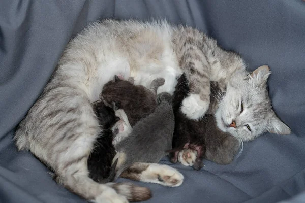 고양이는 고양이 태어난 고양이들 고양이는 첫날부터 어미와 가정용 동물의 로열티 프리 스톡 이미지