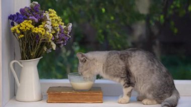 Pencerenin kenarındaki cam kaseden süt içen sevimli küçük gri kedi, kapat.