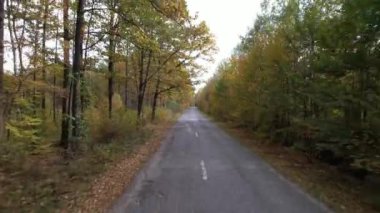 Güneşli bir sonbahar gününde orman yolunda uçmak. Ağaçlar sonbaharda Ukrayna 'da bir yol üzerinde tünel oluşturuyorlar. Seyahat ve doğa kavramı