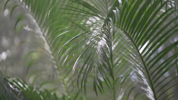 Gotas Lluvia Tropical Cayendo Sobre Las Grandes Hojas Palma Verde — Vídeos de Stock