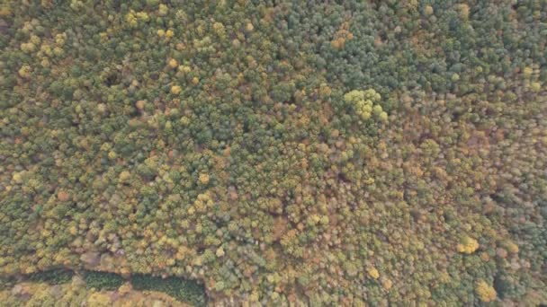 Luchtfoto Van Het Herfstboslandschap Zonnige Dag Natuurlijke Achtergrond Van Naaldhout — Stockvideo