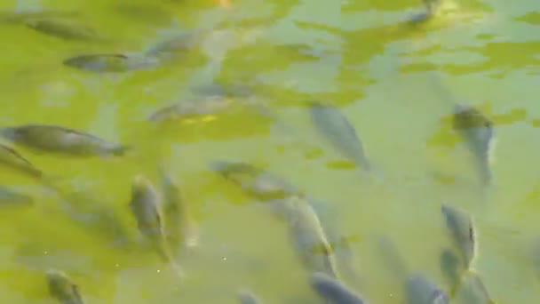 Big Stock Gray Crucian Carp Very Shallow Water River Sunny — Stock Video