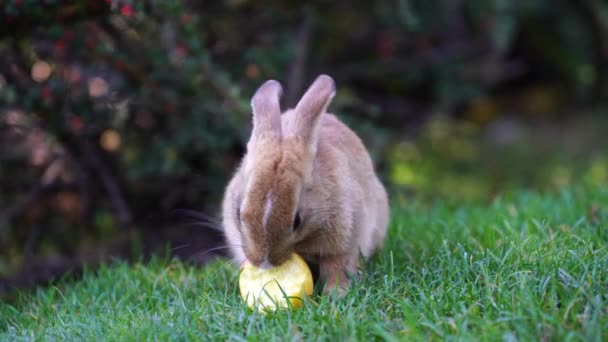 Giovane Coniglio Carino Erba Verde Mangiare Mela Fresca Vicino Animali — Video Stock