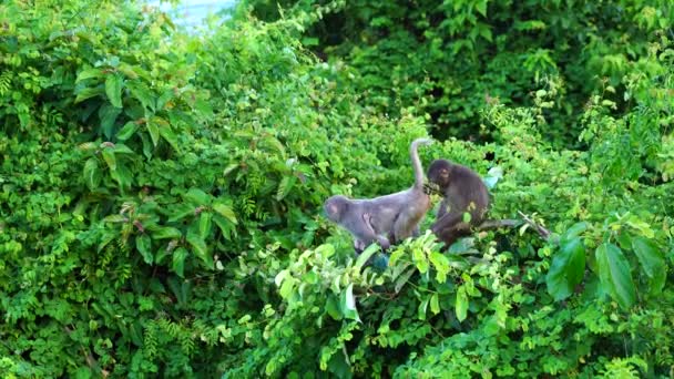 Família Macacos Selvagens Floresta Tropical Perto Cidade Nang Vietnã Macacos — Vídeo de Stock