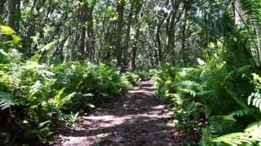 Yürüyüş yolu ve vahşi yaşam ile orman açık güneşli bir günde Zanzibar adasında, Tanzanya, Doğu Afrika
