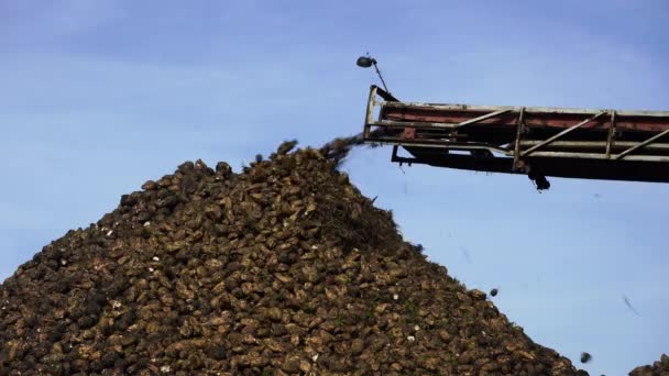 Przenośnik Żurawia Kombajn Rozładunku Buraków Cukrowych Maszyna Zbioru Pracująca Użytkach — Wideo stockowe