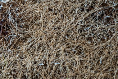 Arka plan olarak buğday kökleri, yakın plan. Bitkilerin beyaz kökleri toprakta filizlenir.