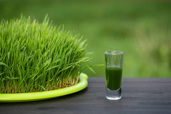 Healthy organic green detox juice from grass of green germinated wheat grains, close up. Green leaves of young wheat and wheatgrass juice in a glass on wooden table