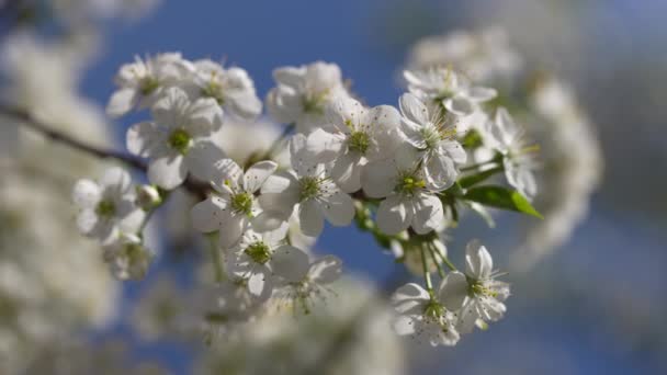 Primavera Ciruelo Cerezo Florece Con Flores Blancas Árbol Con Flores — Vídeo de stock