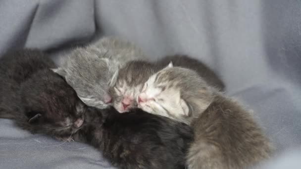 Pequeños Gatitos Recién Nacidos Con Los Ojos Cerrados Están Esperando — Vídeo de stock