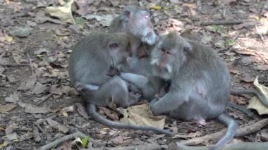 Ubud, Bali, Endonezya 'daki kutsal maymun ormanlarında vahşi maymun ailesi. Maymun orman parkı seyahat yerleri ve Asya 'da maymunların vahşi yaşam ortamında yaşadığı turistik yerler.