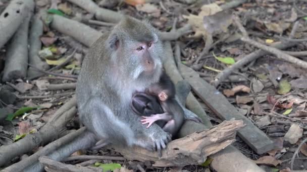 印度尼西亚巴厘岛乌布德神圣的猴子森林里的野生猴子家庭 猴子森林公园是亚洲旅游胜地和旅游胜地 猴子生活在这里的野生动物环境中 — 图库视频影像