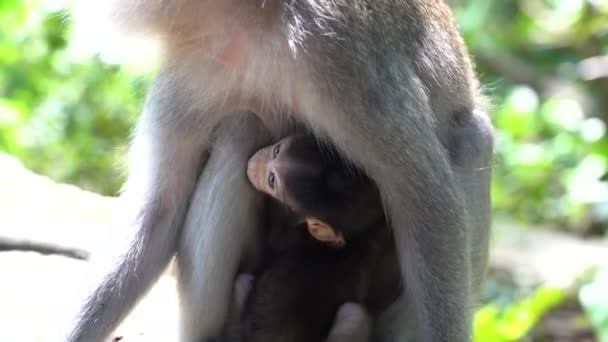 Rodzina Dzikich Małp Świętym Lesie Małp Ubud Wyspa Bali Indonezja — Wideo stockowe