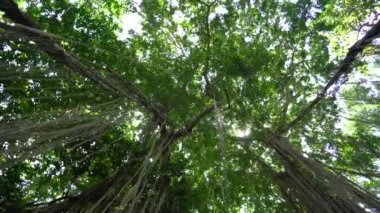 Ubud 'daki kutsal maymun ormanında tropik banyan ağacı, Bali Adası, Endonezya, doğa konseri