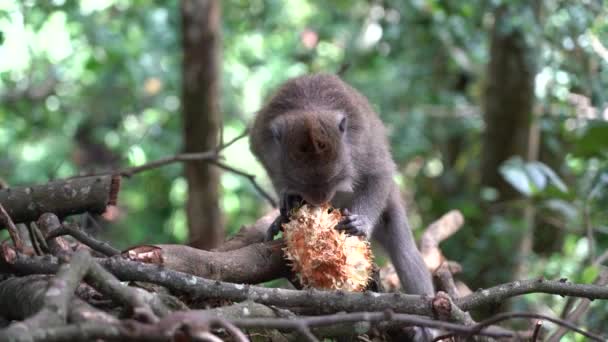 インドネシアのバリ島 ウブドの神聖な猿の森で野生の猿の家族 サルの森公園は 野生動物の生息するアジアのランドマークや観光地を旅行します — ストック動画