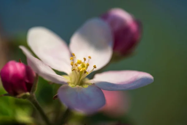 Rígido Flores Brancas Floresce Uma Árvore Maçã Contra Céu Azul Fotos De Bancos De Imagens