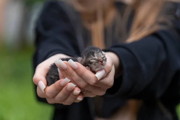 Adorable Gatito Recién Nacido Durmiendo Manos Chica Cerca Muy Pequeño Imagen de archivo