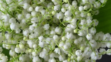 Vadi çiçekleri arka planında zambak, yakın plan, üst manzara, döner