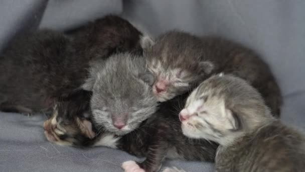 Μικρά Νεογέννητα Γατάκια Κλειστά Μάτια Περιμένουν Γάτα Χαριτωμένα Αστεία Κατοικίδια — Αρχείο Βίντεο