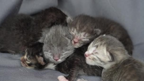 Pequeños Gatitos Recién Nacidos Con Los Ojos Cerrados Están Esperando — Vídeo de stock