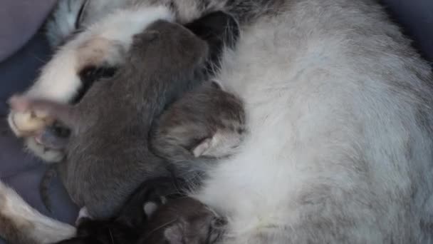 Mama Kot Obok Kociąt Małe Noworodki Zamkniętymi Oczami Ślepy Kociak — Wideo stockowe