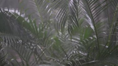 Yaz günü, Koh Phangan, Tayland 'daki büyük yeşil palmiye yapraklarına tropik yağmur damlaları düşer. Asya 'da yağmur mevsimi