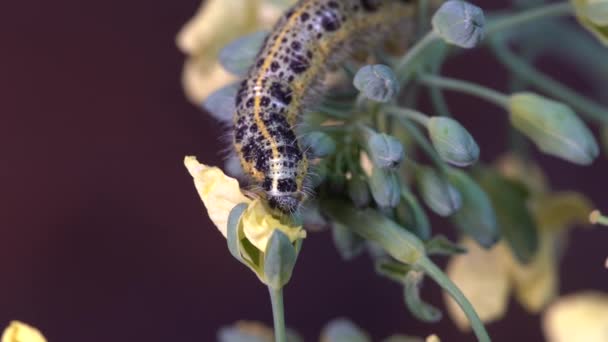 Λάχανο Κάμπια Πεταλούδα Πράσινο Μπρόκολο Κίτρινα Λουλούδια Μαύρο Φόντο Κοντά — Αρχείο Βίντεο