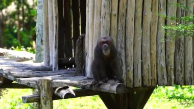 Dik kuyruklu makak ya da macaca arctoides doğada, yakın çekim. Vahşi Asya maymun hayvanları, Vietnam. Kıç kuyruklu makaklar güneydoğu Asya 'ya özgüdür..