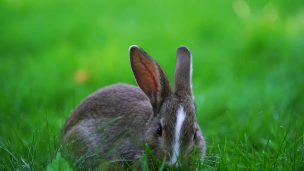 緑の草を食べる上で若いかわいいウサギ 閉じます 動物や自然概念 ウクライナのキエフ — ストック動画