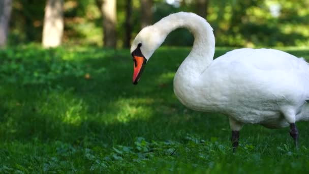 白鳥は晴れた日に芝生の上で緑の草を食べ 閉じます ウクライナのキエフ — ストック動画