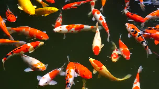 一群科伊 尼西基戈伊或绣花鲤鱼 生长在越南丹阳的室外科伊池塘或水园中的一种彩色鲤鱼或金丝雀 — 图库视频影像