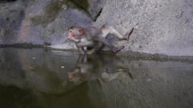 Wild monkey family on rock with pond near city Da Nang, Vietnam. Wild monkeys in the nature