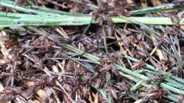 Dalat, Vietnam 'da bir böcek çiftliğinde birçok cırcır böceği var.