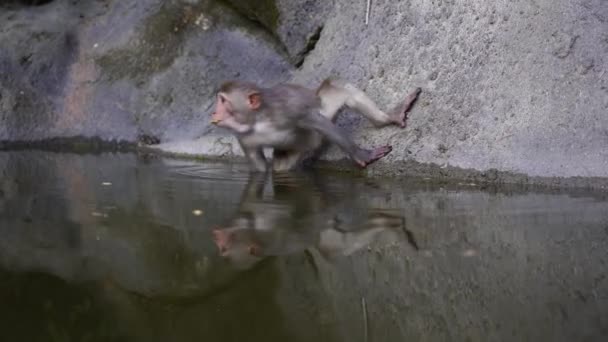 越南大农市附近的岩石上 有池塘的野生猴子家庭 大自然中的野生猴子 — 图库视频影像