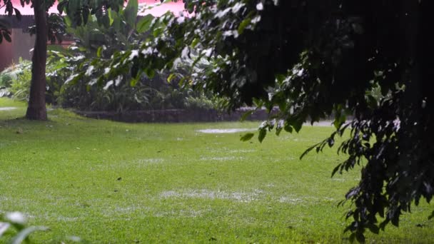 Tropische Regentropfen Fallen Auf Die Grünen Baumblätter Garten Tansania Ostafrika — Stockvideo
