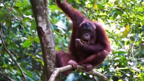 Wild Endangered Orangutan Rainforest Island Borneo Malaysia Close Orangutan Mounkey — Stock Video