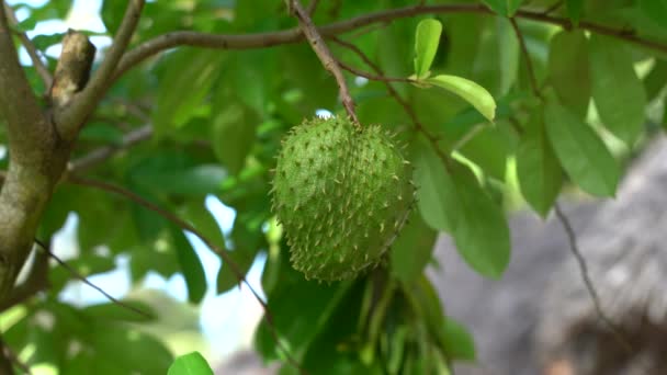 Frutos Tropicales Frescos Verdes Soursop Annona Muricata Sirsak Todavía Colgando — Vídeo de stock