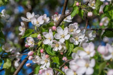 Bir elma ağacında, mavi gökyüzüne karşı çiçek açan beyaz çiçekler.