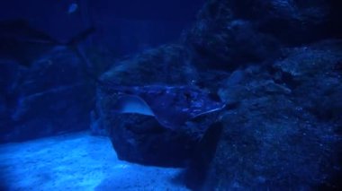 Deniz dünyasının sakinleri, su altında yüzen iğneli balıklara yakın durun.