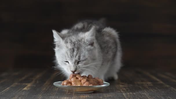 Gatto Grigio Carino Mangia Cibo Umido Piatto Vicino Gatto Sano — Video Stock