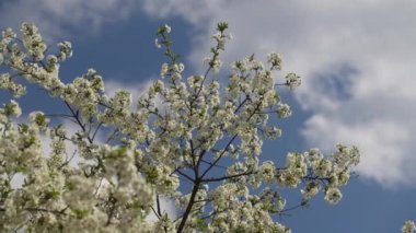 In spring, cherry plum tree blooms with white flowers. Flowering tree in orchard. Blossoming branch swaying in the wind on tree against a blue sky, close-up.