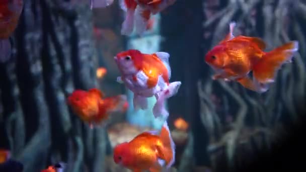 Oranda Decorative Goldfish Swimming Underwater Inhabitants Sea World Close Colorful — Stock Video