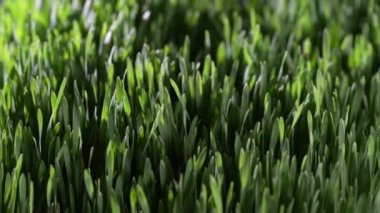 Yeşil filizlenmiş buğday tanelerinin arka planı, yakın plan, dönüyor. Sağlıklı gıda konsepti. Toprakta yetişen genç yeşil buğday bitkileri. Genç buğdayın yeşil yaprakları