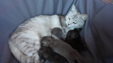 Anne kedi yavrularının yanında. Gözleri kapalı yavru kediler. Hayatlarının ilk gününde anneleriyle kör kedi yavruları. Evcil hayvanı kapatın.