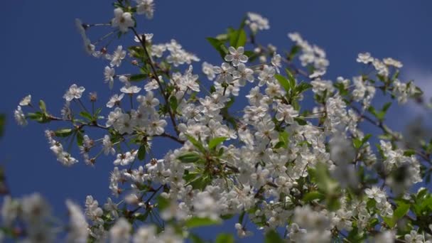 Primavera Ciruelo Cerezo Florece Con Flores Blancas Árbol Con Flores — Vídeo de stock