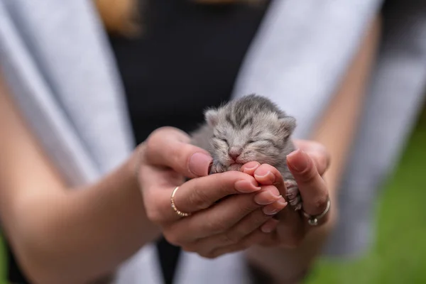 Entzückendes Kleines Neugeborenes Kätzchen Das Mädchenhänden Schläft Aus Nächster Nähe lizenzfreie Stockbilder