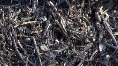 Ormanda büyük bir karınca yuvası. Yaz ormanlarında karınca kolonisi olan büyük bir karınca yuvası. Ormandaki karınca tepesinde karınca var. Yaklaş, makro.