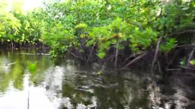 Tanzanya, Doğu Afrika 'daki Zanzibar adasında, deniz kenarındaki Mangrove ağacı. Doğa ve çevre kavramı